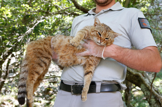 foxcat