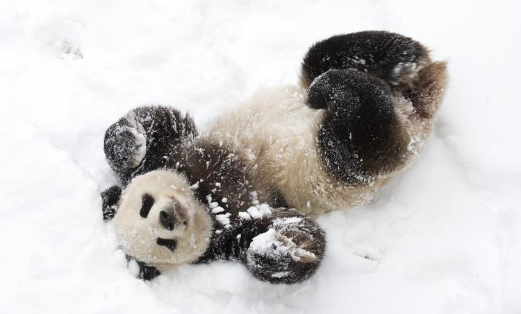 giantpanda 003