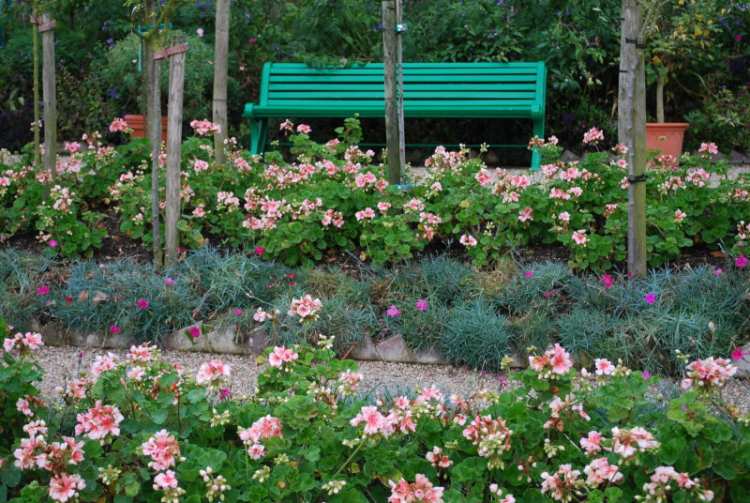 giverny geranium