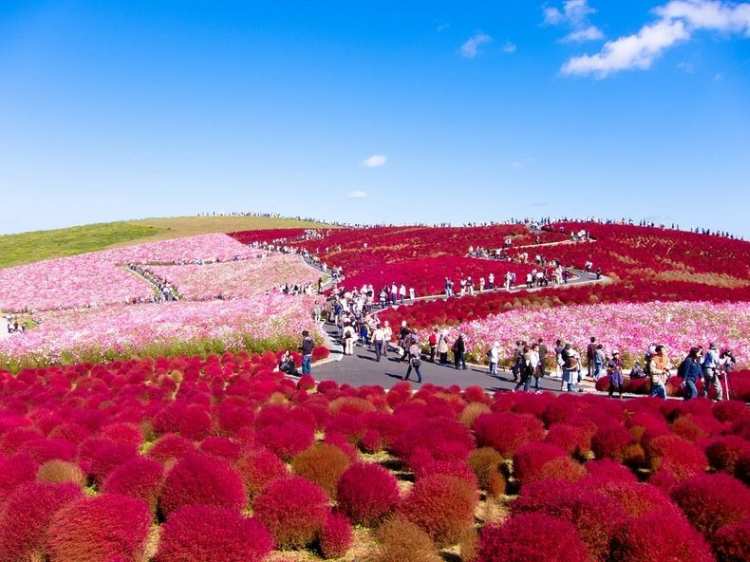 hitachi seaside park 5 7902