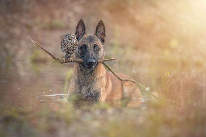 ingo else dog owl friendship tanja brandt 8
