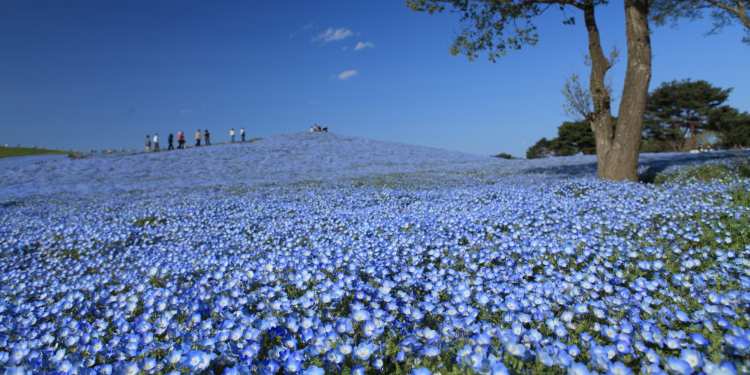 o HITACHI SEASIDE PARK SPRING PHOTOS facebook