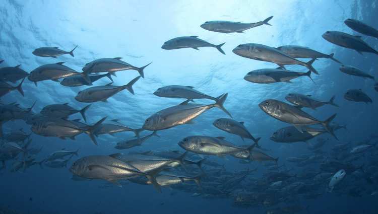 silver fish under sea wallpaper