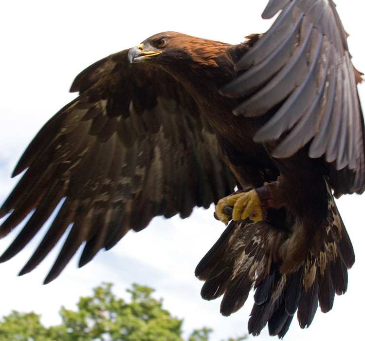1024px Golden Eagle in flight 5 1024x956