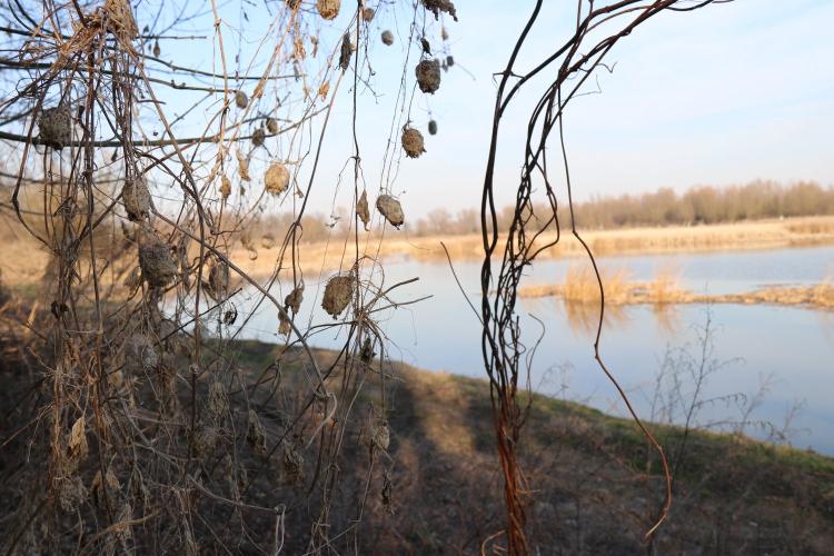 Osušeni plod divljeg krastavca invazivna strana vrsta na obali Tišine Februar 2019 Foto Iva Miljevic