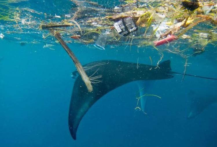 https blogs images.forbes.com melissacristinamarquez files 2018 10 mmf microplastic4 590x400