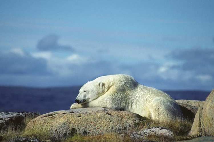 snoozingpolarbear lynch