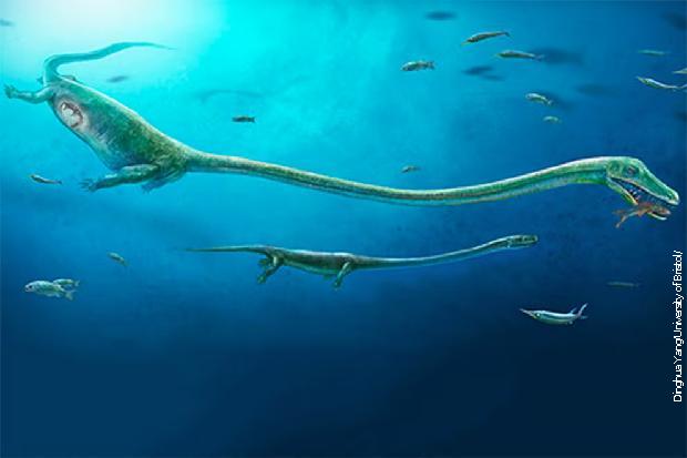 Dinocephalosaurus 413x620