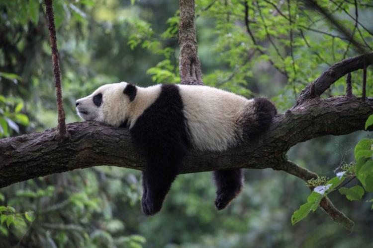Dzinovska panda srodnik sa praistorijskom 688280269 shutterstock