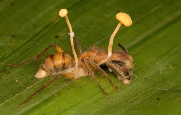 Kordiceps1