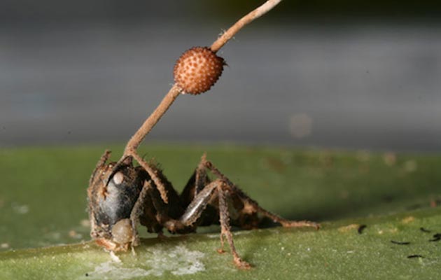 Kordicepsi 1