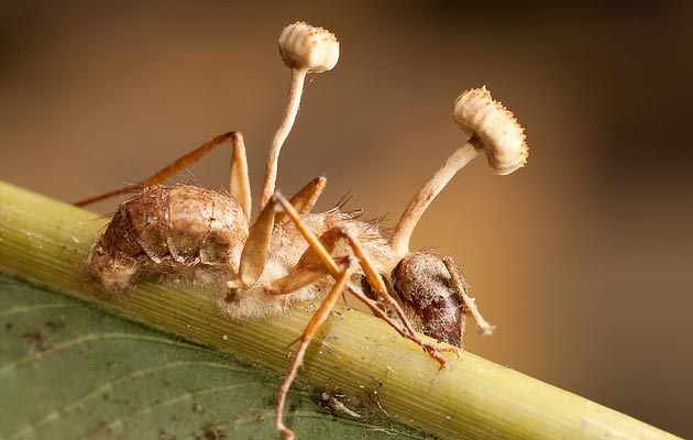 Kordicepsi 2