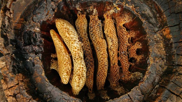 pčele saće goto ERIC TOURNERET Nature