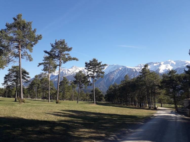 šuma Alpi