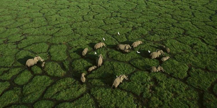 Amboseli naslovna