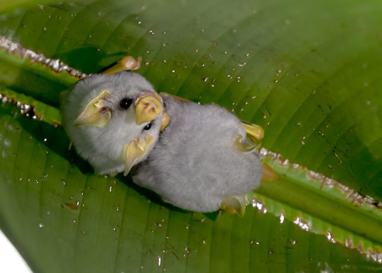 Honduran White Bat 49549335098