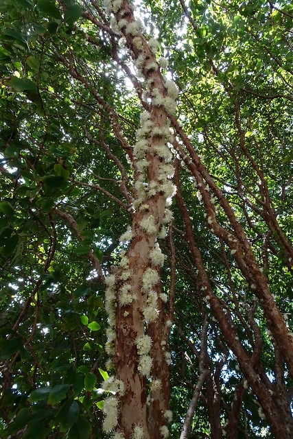 Jabuticaba 4 Flickr Tatters 