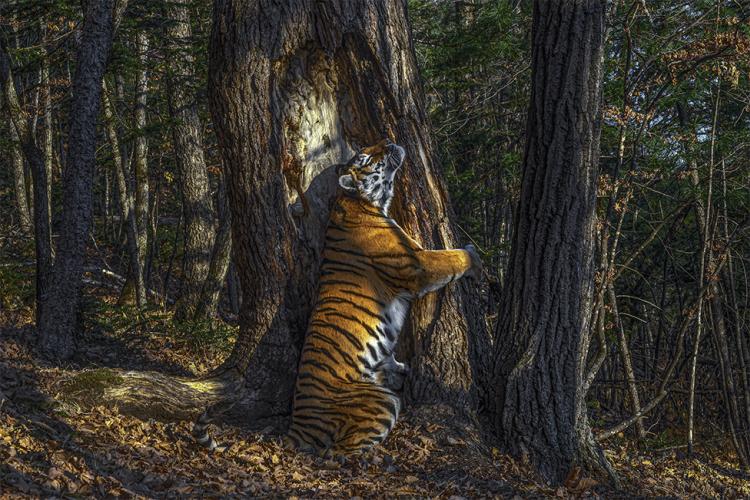  114877039 sergey gorshkov wpy2020