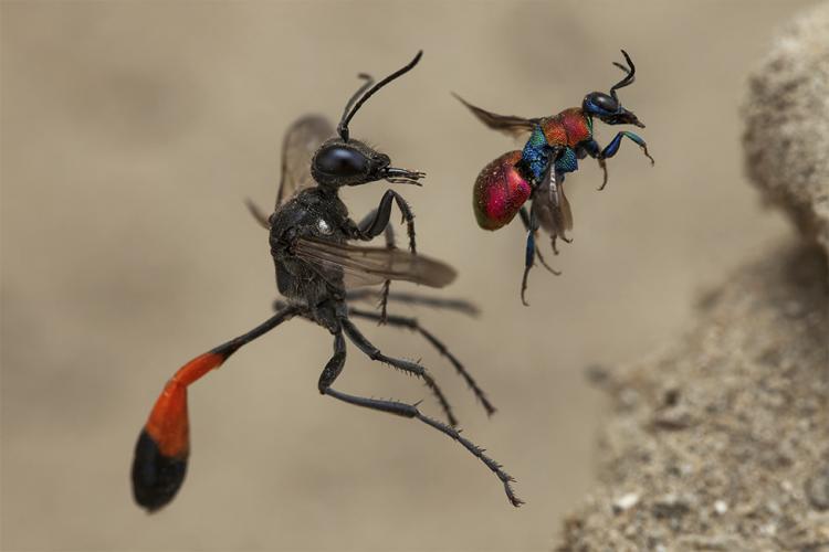  114877042 frank deschandol wpy2020