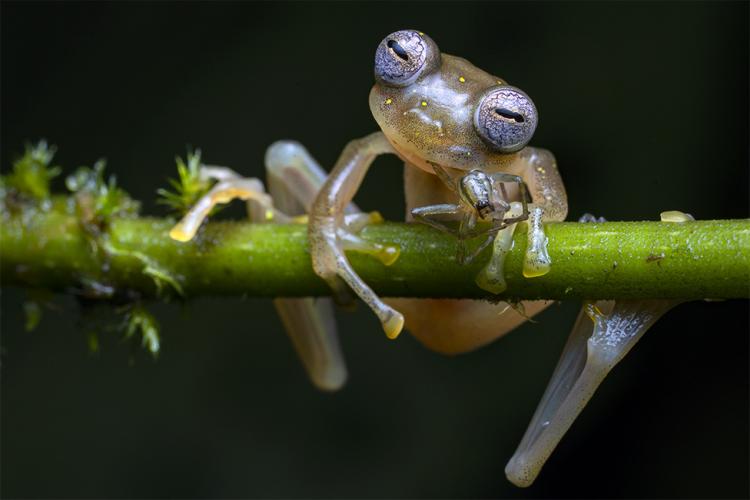  114877043 jaime culebras wpy2020