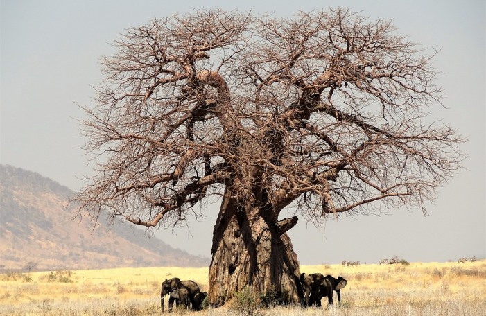 baobab