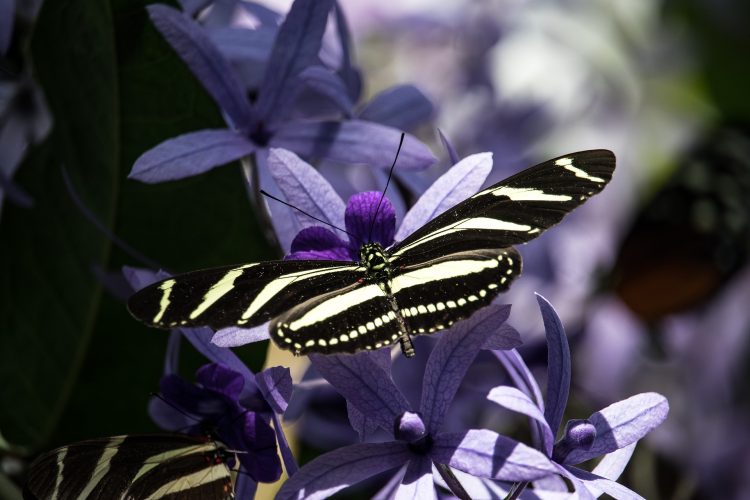 butterfly 750x500