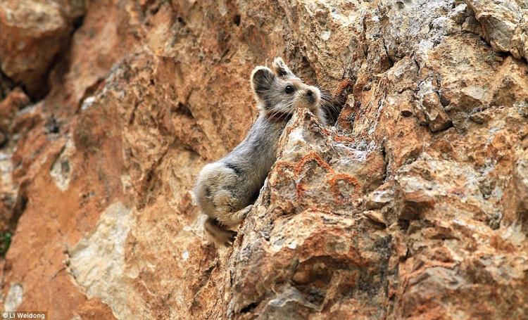 ili pika2