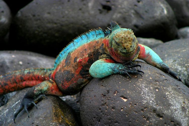 morska iguana 7 yandex