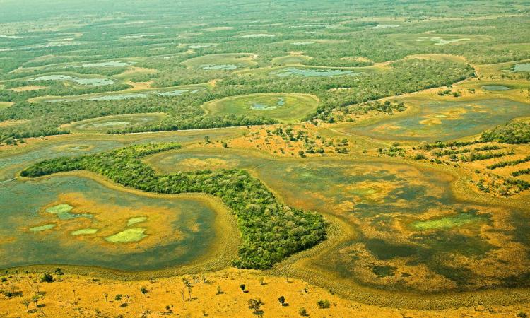 pantanal4