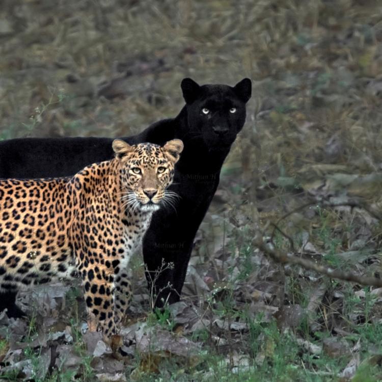 panter i leopard 755883049