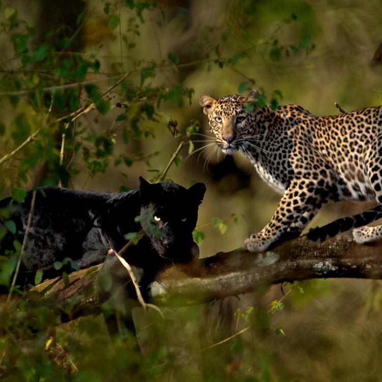 panter i leopard 2 224167840