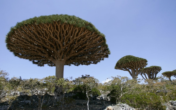 sokotra3