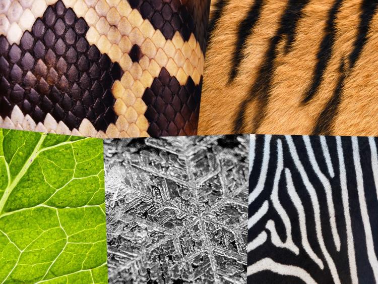 priroda šare foto Envato