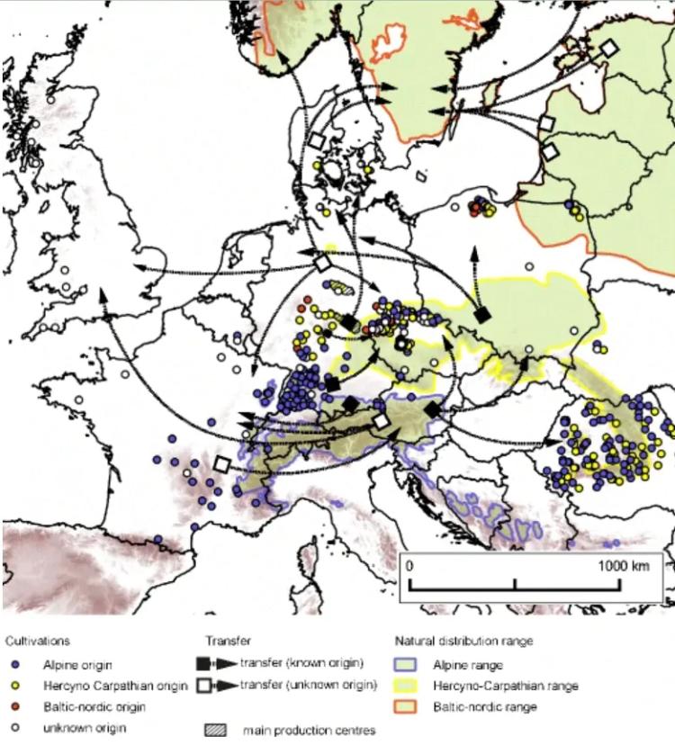 spruce distribution europe